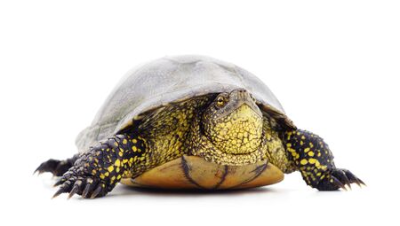 One beautiful turtle isolated on white background.の写真素材