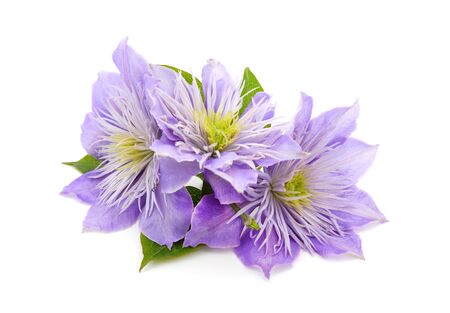 Blue clematis with green leaves isolated on white background.の写真素材
