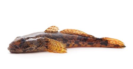 One small fish isolated on a white background.の写真素材