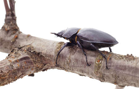 Brown deer beetle on a branch isolated on a white background.