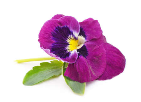 One purple violet isolated on a white background.