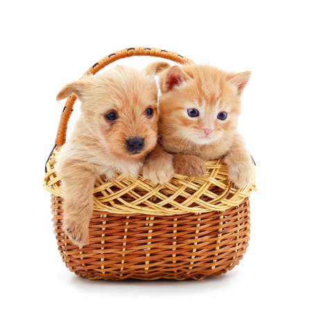 Cat and dog in the basket isolated on a white background.の写真素材
