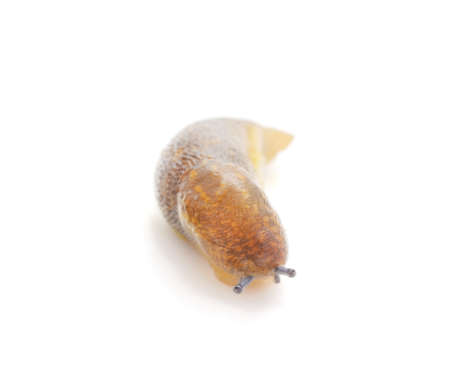 One brown snail isolated on a white background.の写真素材