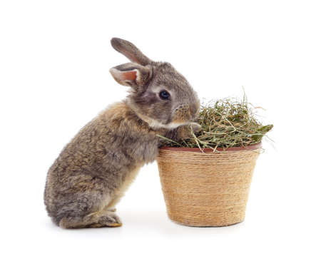 One rabbit with a basket of dry grass isolated on a white background.の写真素材
