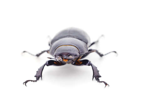 Brown deer beetle isolated on a white background.