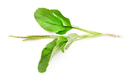 Plantain with flower isolated on a white background.の写真素材