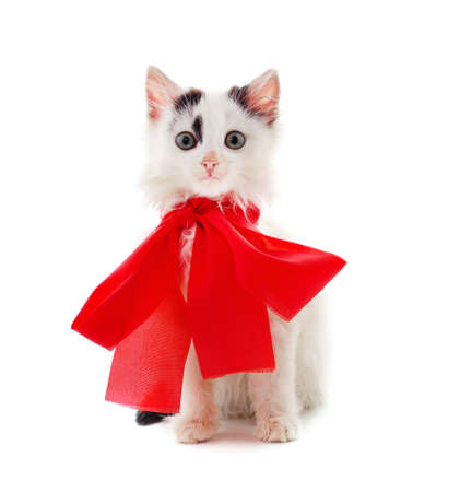 Little gray kitten with beautiful ribbon isolated on a white background.の写真素材