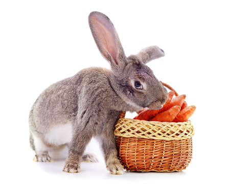 Gray rabbit with carrots isolated on a white background.の写真素材