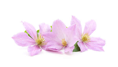 Purple clematis with green leaves isolated on white background.の写真素材