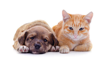Red dog with a kitten isolated on a white background.