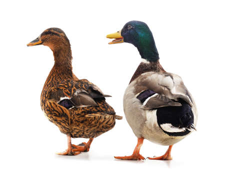 Two wild duck isolated on a white background.の写真素材