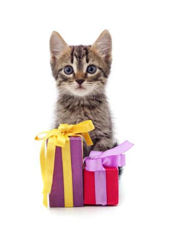 Gray kitten with a gift isolated on a white background.の写真素材