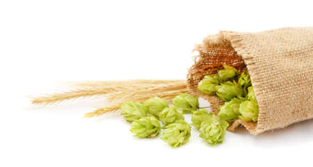 Hops with barley in a bag isolated on a white background.
