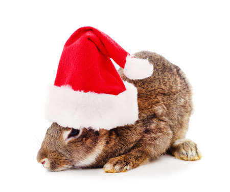 One rabbit in Christmas hat isolated on a white background.の写真素材