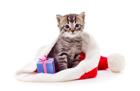 Kitten with a gifts in a Christmas hat isolated on a white background.の写真素材