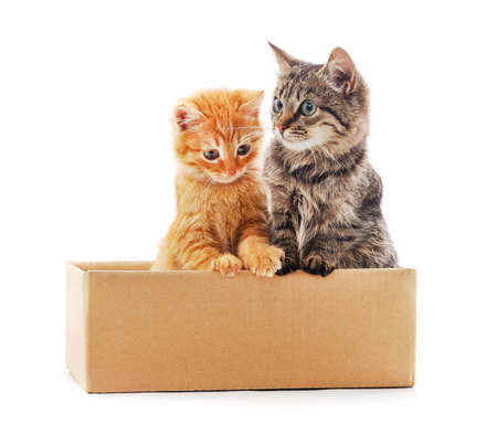 Two small kittens in the box isolated on a white background.の写真素材