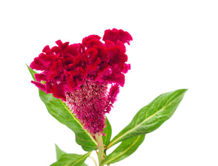 Purple single amaranth isolated on a white background.の写真素材
