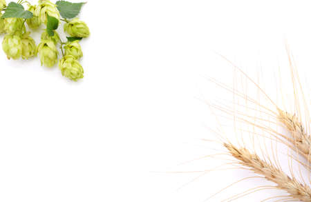Hops and barley isolated on a white background.
