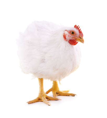 One white chicken isolated on a white background.