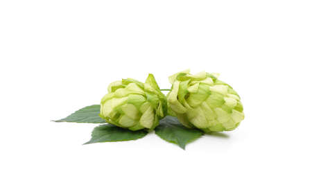 Green flower hop isolated on a white background.