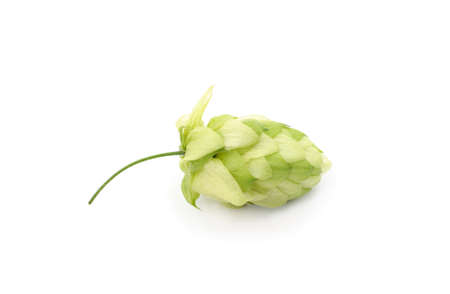 Green flower hop isolated on a white background.