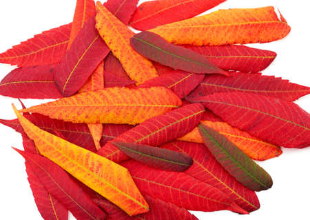 Beautiful autumn leaves isolated on a white background.
