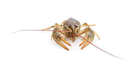 One great cancer isolated on a white background.