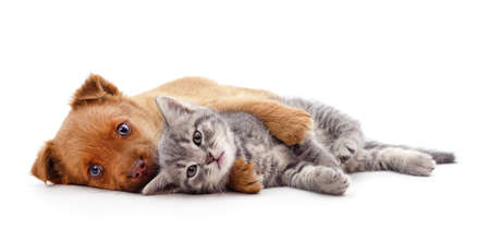 Red dog with a kitten isolated on a white background.