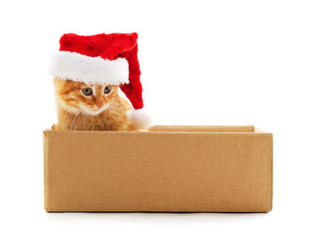 Little cat in the box in a Christmas hat isolated on a white background.の写真素材