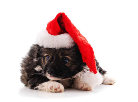 One dog in a Christmas hat isolated on a white background.の写真素材