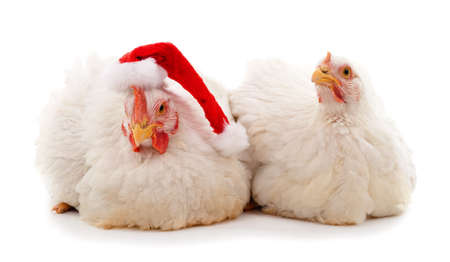 Two chickens in Christmas hat isolated on white background.の写真素材