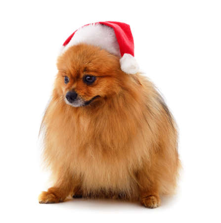 Brown spitz in a Christmas hat isolated on a white background.の写真素材