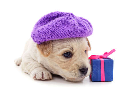 Puppy in a beautiful hat with a gift isolated on a white background.の写真素材