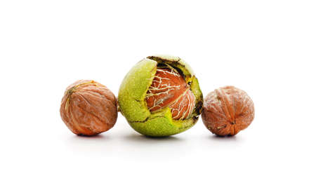 Three different walnuts isolated white background.