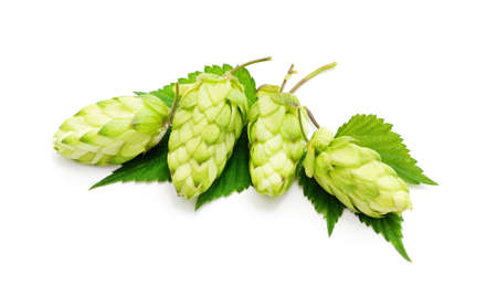 Green flower hop isolated on a white background.