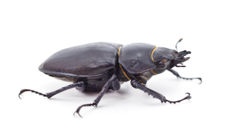 Brown deer beetle isolated on a white background.の写真素材