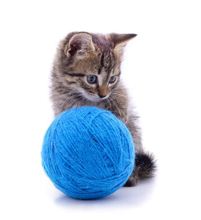 Gray kitten with a ball isolated on a white background.の写真素材