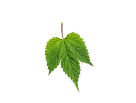 Green flower hop isolated on a white background.
