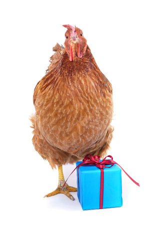 One little chicken with a gift isolated on a white background.の写真素材