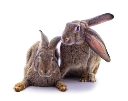 Two little rabbits isolated on a white background.