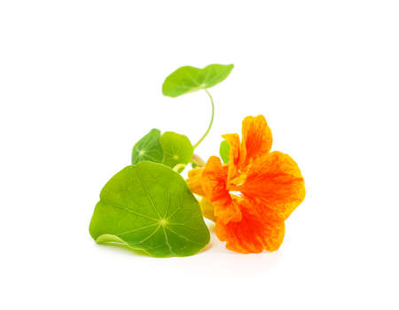 Orange beautiful nasturtium isolated on white background.の写真素材