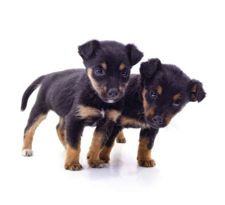 Two small dogs isolated on a white background.の写真素材