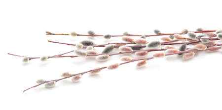 Fluffy bouquet of birch flowers isolated on a white background.