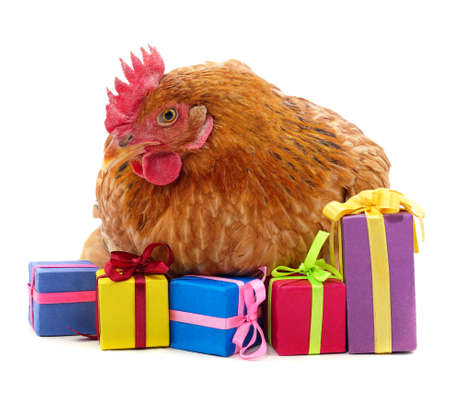 Brown chicken with gifts isolated on a white background.の写真素材