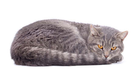 A big gray cat is lying isolated on a white background.の写真素材