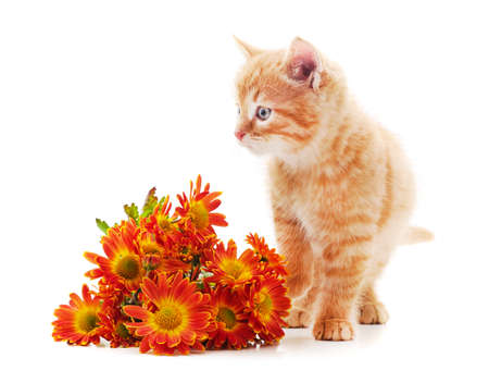 Red kitten with a bouquet of chrysanthemums isolated on a white background.の写真素材