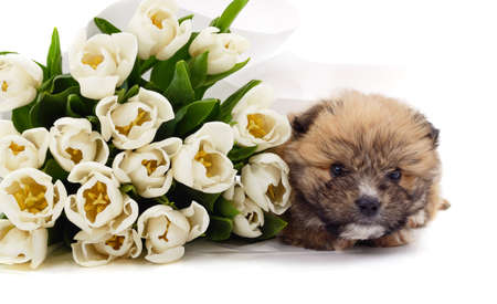 A small puppy with a large bouquet of tulips isolated on a white background.の写真素材