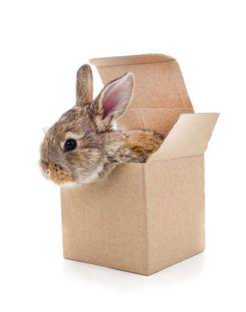Rabbit in a box isolated on a white background.の写真素材