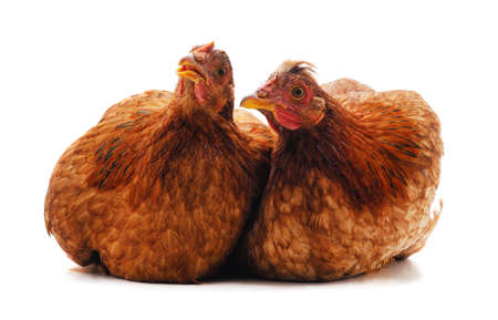 Two brown chickens isolated on a white background.の写真素材