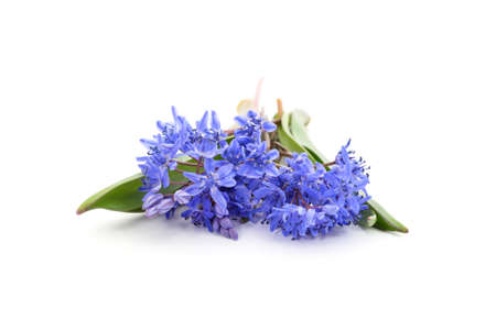 Beautiful bouquet of blue snowdrops with leaves isolated on a white background.